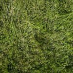 a close up of a green grass texture